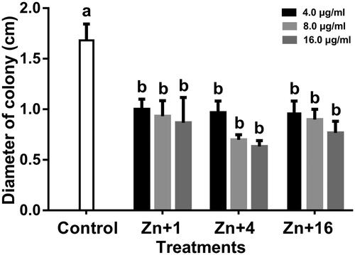 Figure 11. Effect of zinc oxide nanoparticles on the swimming motility of strain GZ 0003 of Xanthomonas oryzae pv. oryzae. *Zn + 1 zinc oxide nanoparticles synthesized by olive leaves (Olea europaea) Zn + 4 zinc oxide nanoparticles synthesized by chamomile flower (Matricaria chamomilla L.) Zn + 16 zinc oxide nanoparticles synthesized by red tomato fruit (Lycopersicon esculentum M). *Values are a mean ± standard error of three replicates and bars with the same letters are not significantly different in LSD test (p < .05).