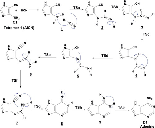 Figure 2. Proposed steps for the formation of adenine D1 from tetramer (1) with HCN molecule, in the gas phase.