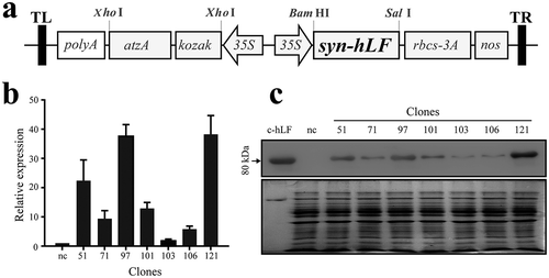 Figure 1. Development and characterization of hLF-expressing C. reinhardtii clones. (a) Schematic representation of hLF construct for expressing hLF. The syn-hLF gene in the vector is driven by the Cauliflower mosaic virus (CaMV) 35S promoter and terminated by the nos terminator. The atzA, atrazine chlorohydrolase gene is used as the selection marker. The kozak sequence was introduced to improve the expression of atzA; polyA, CaMV 35S polyA. Rbsc-3A is a gene present in the original plasmid. (b) qRT-PCR quantification of hLF mRNA expression in hLF-expressing C. reinhardtii clones. The algae clone transformed with empty vector was used as negative control. β-actin was used as an internal control. Data are shown as mean ± SD (n = 3). (c) Western blotting analysis of hLF protein expression in hLF-expressing C. reinhardtii clones. Total protein (40 μg) from each clone and the negative control strain were resolved by SDS-PAGE. Commercial lactoferrin (c-hLF, 1 μg) was used as a positive control. nc, negative control. Top, western blotting. Bottom, Coomassie stain.