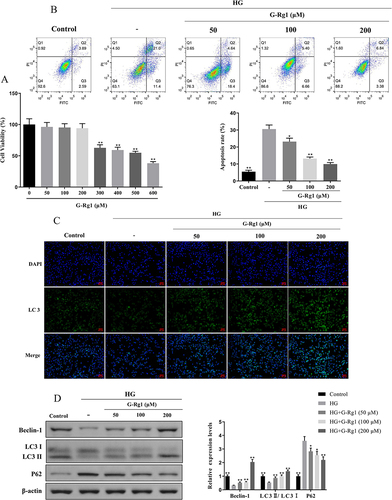 Figure 6 Effect of G-Rg1 on cell autophagy and apoptosis in high glucose (HG)-induced RIN-m5F cells. (A) Cell viability of RIN-m5F cells with different concentrations of G-Rg1 treatment for 24 h was measured with CCK-8 assay. (B) RIN-m5F cells were pre-treated with or without (50, 100, 200 μM) G-Rg1 for 24h and then incubated with 30 mM glucose for 48 h. Then, flow cytometry was performed to assess the apoptosis rate of the HG-induced RIN-m5F cells. (C) The protein levels of LC 3 were detected by immunofluorescence assay (scale bar=50 μm). (D) Western blot was performed to assess Beclin-1, LC3, and P62 expression in HG-induced RIN-m5F cells. *P<0.05, **P<0.01, compared with the HG group.