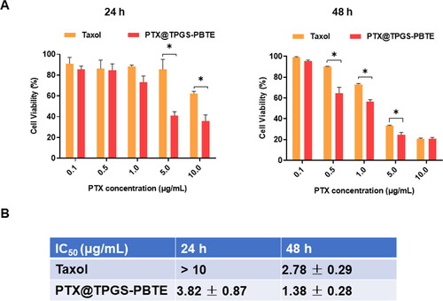 Figure 4. In vitro cytotoxicity investigation. (A) In vitro cytotoxicity assays of Taxol and PTX@TPGS-PBTE against SCC-7 cells after treatment for 24 and 48h. *, p < .05. (B) The IC50 value of Taxol and PTX@TPGS-PBTE NPs against SCC-7 cells.