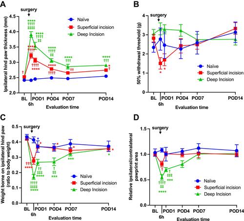 Figure 2 Hind paw thickness, mechanical allodynia, and weight distribution changes in different incisional pain models.