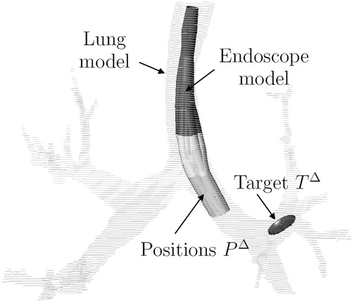 Figure 24 Endoscope model (workspace) inserted into a lung model. Target T is represented by an elliptical point cloud. [Color version available online]