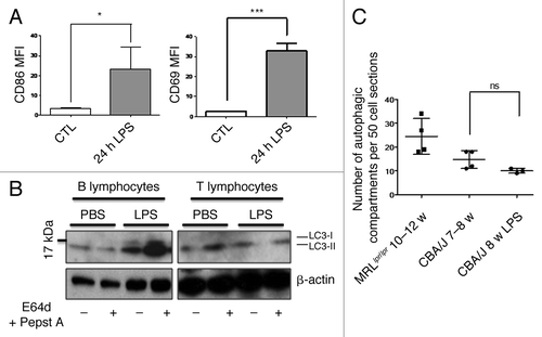 Figure 6. No autophagic compartment accumulation in normal T cells during acute systemic inflammation induced by LPS. (A) CBA/J mice (8 week-old) were injected i.p. with 50 µg LPS or with PBS (Control). B cell (TCR-β/B220+) and T cell (TCR-β+/B220-) activation was checked by measuring CD86 and CD69 expression respectively (represented as mean fluorescence intensity, MFI) in treated (24h LPS) and nontreated mice (control). *p < 0.05 by paired t-test and ***p < 0.005 by paired t-test. (B) LC3 conversion was assessed for splenic B or T cells isolated 24 h after injection of PBS alone or LPS, and left in cultured at 37°C for 4 h with (+) or without (-) lysosomal proteases inhibitors E64d and pepstatin A (5 µg/mL). Each immunoblot is representative of three experiments with identical results. (C) Quantification by TEM of autophagic vacuoles in peripheral T cells from either 10–12 week-old MRLlpr/lpr lupus mice, control 7–8 week-old CBA/J mice, or LPS-treated mice (CBA/J, 8 week-old LPS). Autophagic vacuoles were counted in 50 peripheral T lymphocyte sections. Each point represents measurement for an individual mouse. Central bars refer to the means and vertical bars stand for standard deviation. ns = nonsignificant using unpaired t-test.