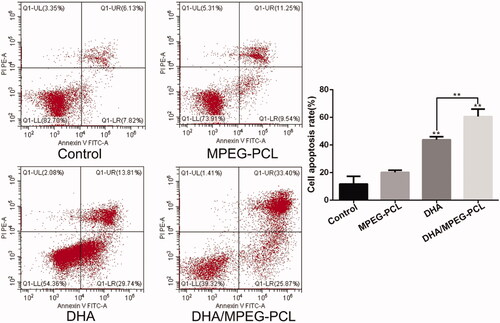 Figure 4. Flow cytometry used to detect the apoptosis of HeLa cells with different treatments, and the percentage of apoptosis in each group. The concentration of DHA was 25 μg/ml and the processing time was 48 hours. **p<.01.