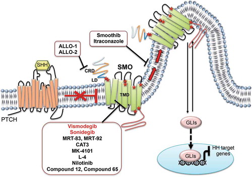 Figure 3. SMO antagonists in SHH-MB. The figure highlights the compounds in preclinical and clinical studies impairing SMO receptor activity, and their action sites. Red stars indicate the SMO mutations involved in drug-resistance. Compounds entered in clinical trials for SHH-MB treatment are indicated in red. SHH: Sonic Hedgehog; PTCH: Patched receptor; SMO: Smoothened receptor; CRD: cysteine-rich domain; LD: linker domain; TMD: transmembrane domain; GLIs: glioma-associated oncogene transcriptional factors