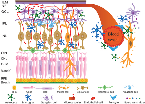 Figure 1. Structure of retina with magnified view of retinal neurovascular unit (NVU). RPE, retinal pigment epithelium; R and C: rod and cone; OLM: outer limiting membrane; ONL: outer nuclear layer; OPL: outer plexus layer; INL: inner nucleus; IPL: inner plexus layer; GCL: ganglion cell layer; NFL: nerve fiber layer; ILM: internal limiting membrane.