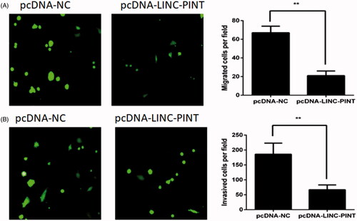 Figure 3. LINC-PINT inhibits NSCLC cell migration and invasion. (A) The effect of LINC-PINT on A549 cells migratory capacity was investigated by transwell assay. (B) The effect of LINC-PINT on A549 cells invasive capacity was conducted by Matrigel invasion assay. *P < .05, **P < .01.
