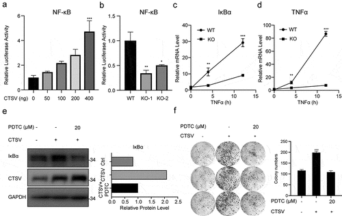 Figure 5. CTSV resulting in the NF-κB signaling pathway. A. 293 T cells were transfected using 200 ng of NF-κB luciferase reporter plasmid along with the CTSV expression plasmid in different doses or equivalent empty vector. Whole-cell extracts were used for the luciferase assay. B. NF-κB luciferase reporter plasmid was introduced into CTSV-deficient cells. Whole-cell extracts were used for the luciferase assay. C. qPCR analysis of the relative IκBα in wild-type and targeted knocked-out CTSV-T24 cells treated with TNFα (20 ng/ml, abclone, cat#: RP00001) at different times. D. RT-qPCR analysis of TNFα mRNA expression in wild-type and targeted knocked-out CTSV-T24 cells treated with TNFα (20 ng/ml, abclone, cat#: RP00001) at different times.E. Immunoblotting of the indicated protein in CTSV-overexpressed UMUC3 cells with and without PDTC. F. Colony formation assays in both wild-type cells and CTSV-overexpressed UMUC3 cells with and without PDTC with the quantification of colony numbers. Error bars and mean ± SD obtained from three replicates. Statistical significance was determined by Student’s t-test or one-way ANOVA, *, p < 0.05, **, p < 0.01, ***, p < 0.001.