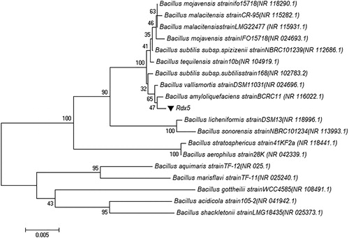 Figure 4. Neighbour-joining phylogenetic tree of Rdx5 based on 16S rDNA sequence analysis. Bar = 1 cm.