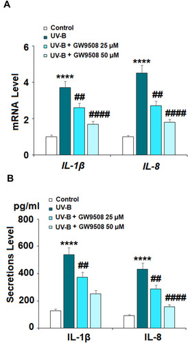 Figure 5 GW9508 suppressed ultraviolet-B (UV-B)-induced expression and secretion of pro-inflammatory cytokines. Cells were exposed to UV-B (50 mJ/cm2) with or without GW9508 (25, 50 μM) for 24 h. (A) mRNA of IL-1β and IL-8. (B) Secretions of IL-1β and IL-8 (****, P<0.0001 vs vehicle control; ##, ####, P<0.01, 0.0001 vs UV-B group, n=4).