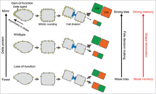 Figure 1. The “shape-memory” system mediated by the biased DeltaC protein localization. The cellular asymmetry causes polarized localization of DeltaC protein and biases the daughter cell fate despite mitotic rounding and division. Our integrative approach combining both experimental and computational methods demonstrates that this “shape-memory” system is quantitatively influenced by the amount of DeltaC protein and the degree of cellular asymmetry.