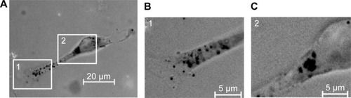 Figure 4 Intracellular distribution of uptaken gold nanoparticles (Au-Hsp70) in CT26 cells.Notes: Upon internalization after 24 hours (A) cmHsp70.1-coated gold nanoparticles are visible in vesicle-like structures in the cytoplasm (B) finally aggregating in lysosome-like structures near the nucleus (C). (B) and (C) are higher magnification images derived from insets [1] and [2] in (A). (scale bar 20 µm in [A] and 5 µm in [B] and [C]).