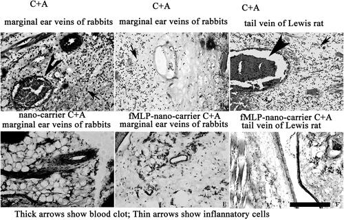 Figure 13. The effects of different C + A compounds on vascular injection stimulation. (A–C) C16 + Ang-1 group (A and B marginal ear veins of rabbits; C tail vein of rats); (D) nano-carrier C + A group; (E and F) fMLP-nano-carrier C + A group (E) in marginal ear veins of rabbits and (F) tail vein of rats). Scale bar = 100 µm.