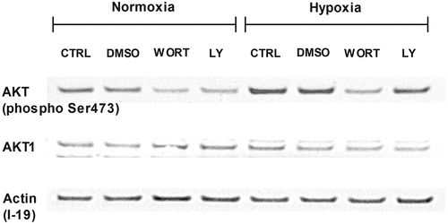 Figure 5. Involvement of the PI3 K/AKT signaling pathway in hypoxia. Western blot analysis of phosphorylated AKT and whole AKT1 and their expression in LAD2 mast cells. Cells were deprived of SCF for 72 hours. Then, protein isolates were collected after 30 minutes of preincubation with wortmannin (250 nM) or LY-294,002 (5 μM) and 1 hour in 21% (Normoxia) and 1% (Hypoxia) oxygen. CTRL, control (untreated cells); DMSO, cells preincubated with 0.05% DMSO; WORT, cells preincubated with 250 nM wortmannin; LY, cells preincubated with 5 μM LY-294,002