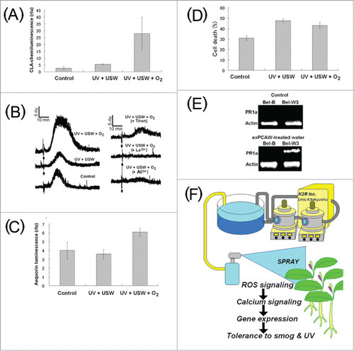 Figure 2. Biological impact of SPC-treated water. Effect of SPC-processed waters on O2•− production (A), induction of calcium influx into tobacco cells measured with aequorin luminescence (B and C) and cell death assessed with Evans Blue staining (D). (E) Induction of a ROS-responsive gene (PR-gene) expression by SPC-treated water. (F) Proposed use of SPC-treated water for hardening of plants eventually conferring stress tolerance to living plants. Effects of UV, USW and oxygen were compared in (A–D). Arrows in (B) indicate the timing of processed water addition. Data on gene expression analysis is cited from,Citation106 (oral presentation).