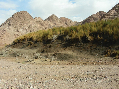 FI30: The wetland FI30 in the Fidan area close to Wadi Faynan. Picture taken in November 2012