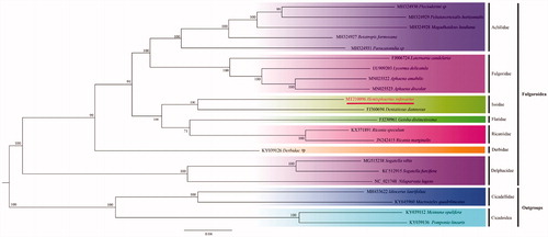 Figure 1. The maximum likelihood tree based on 22 the complete mitochondrial genome sequences. 18 in-group (Fulgoroidea) and 4 out-group (2 Cicadellidae and 2 Cicadoider), respectively.