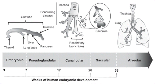 Figure 6 Lung development. Human lung development is organized in five distinct periods.Citation166 The first embryonic period (weeks 3–7) leads to the formation of two lung buds at the ventral-lateral aspect of the foregut, followed by the formation of the major bronchi and division of tracheal-esophageal tube. During the second pseudoglandular period (weeks 5–17), bronchial branches, acinar tubules and buds proliferate, and vasculogenesis and innervation occur. Later (weeks 16–26), in the canalicular period, pulmonary vascular bed and acinus organize and innervation increases. Then, the saccular period (weeks 24–38) is characterized by dilation of peripheral airspaces, differentiation of the respiratory epithelium, an increased vascularity of the saccules and surfactant synthesis. Finally, growth and septation of alveoli, and maturation of the pulmonary vascular system take place from week 38 to maturity (alveolar period).