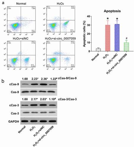 Figure 4. Circ_0007059 knockdown inhibits H2O2-induced apoptosis of cardiomyocytes. Cardiomyocytes were infected with lentiviral-si-circ_0007059/siNC for 1 d and subsequently exposed to H2O2 (0.1 mM) for 1 d. (a) Annexin V-FITC/PI staining and FC were employed to quantify the proportion of apoptotic cardiomyocytes. (b) WB quantification of the levels of caspase-3/9 and cleaved-caspase-3/9. *P < 0.05 versus the CG; #P < 0.05 versus the H2O2 group.