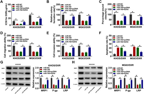 Figure 6 MiR-760 overexpression repressed DXR resistance in DXR-resistant OS cells by binding to EZH2. KHOS/DXR and MG63/DXR cells were transfected with miR-NC, miR-760, miR-760+pcDNA or miR-760+EZH2. (A) IC50 of DXR in KHOS/DXR and MG63/DXR cells was assessed by CCK-8 assay. (B) The colony formation of KHOS/DXR and MG63/DXR cells was investigated by colony formation assay. (C–E) The migration and invasion of KHOS/DXR and MG63/DXR cells were assessed by wound-healing assay and transwell assay. (F) The apoptosis of KHOS/DXR and MG63/DXR cells was analyzed by flow cytometry analysis. (G and H) The protein levels of MRP1, P-gp and LRP in c were measured via Western blot assay. *P<0.05.