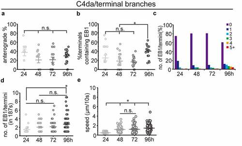 Figure 2. MT dynamics in terminal branches of C4da sensory neurons at different larval stages (a) percentage of anterograde dynamic MTs in terminal branches (n(branches/neurons) = 48/10, 107/11, 191/15, 250/18. neurons where no EB1 comets could be detected were excluded). (b) quantification of MT dynamics in terminal dendrites showing the percentage of terminals containing EB1 comets. (n(branches/neurons) = 76/17, 168/18, 201/17, 251/18. neurons where no EB1 comets could be detected were excluded). (c) distribution of the number of EB1 comets in terminals. note that most terminals do not contain detectable EB1 (n is the same as in (B)). (d) The average number of EB1 comets in terminal branches (n(branches/neurons) = 19/10, 33/11, 39/15, 99/18. terminals where no EB1 comets could be detected were excluded). (e) The speed of EB1 comets was measured. All data shown were analysed based on 187s of time-lapse imaging. One-way ANOVA with Bonferroni post-hoc test. n.s.: no statistical difference, *p < 0.05 as indicated