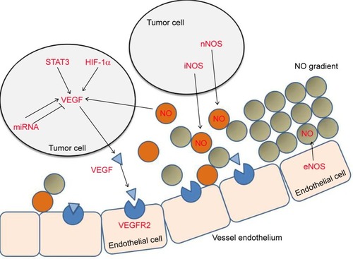 Figure 1 Effects of HIF-1α, STAT3, NO, and miRNA in VEGF expression.