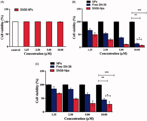 Figure 5. (A) Cell viability of SN38-NPs and control on CCD-18co. (B) Cell viability studies of NPs, free SN38, SN38-NPs on Caco-2 cells. (C) C26 using resazurin assay (mean ± SD; n = 3, *p ≤ .05, **p ≤ .01 and *** p ≤ .001).