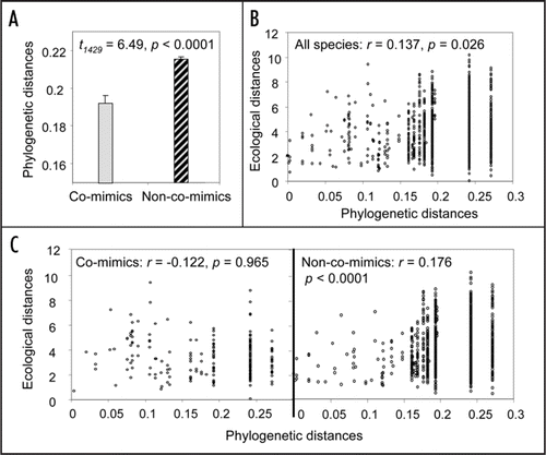 Figure 2 Relationships between phylogenetic and ecological distances, and mimicry. (A) Mean and standard error of phylogenetic distances among co-mimics and non-co-mimics. (B) Multidimensional ecological distances (Euclidean distances in the 5-dimension space formed by the five ecological variables measured) plotted against phylogenetic distances for all species, showing the correlation coefficient r and significance p (Mantel test). (C) Multidimensional ecological distances plotted against phylogenetic distances for co-mimics and non-co-mimics. Ecological distances observed among co-mimics are smaller than expected given the phylogeny (method controlling for phylogeny based on simulations: p = 0.030; method based on regression p < 0.0001), while ecological distances among non-co-mimics are greater that expected given the phylogeny (method based on simulations: p = 0.0013; method based on regression p = 0.0012).