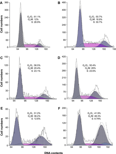 Figure S4 Flow cytometry analysis of G2/M cell cycle arrest in MDA-MB-231 cells.Notes: (A–F) Percentage of MDA-MB-231 cells in G2/M after exposure to pGNRs@mSiO2 or pGNRs@mSiO2-RGD nanoprobes for 24 hours with or without 6 MV X-rays (6 Gy). (A) Control, (B) pGNRs@mSiO2, (C) pGNRs@mSiO2-RGD, (D) RT, (E) pGNRs@mSiO2 + RT, and (F) pGNRs@mSiO2-RGD + RT. pGNRs@mSiO2, mesoporous silica-encapsulated gold nanorods; pGNRs@mSiO2-RGD, RGD-conjugated mesoporous silica-encapsulated gold nanorods; RGD, arginine–glycine–aspartic acid (Arg-Gly-Asp) peptides. G0/G1, G2/M, and S are cell phases.Abbreviation: RT, radiation.