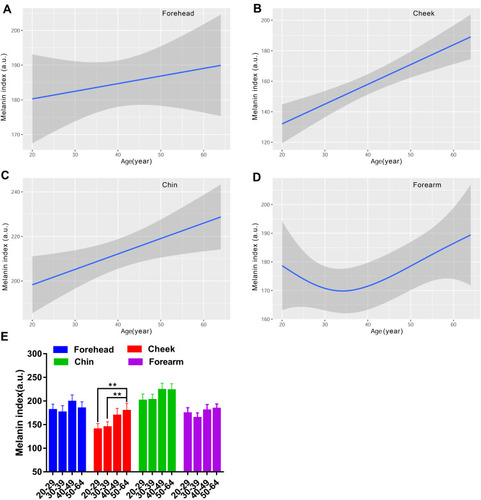 Figure 5 Age-related change of skin melanin index for the forehead (A), cheek (B), chin (C) and forearm (D), and the comparison among the four age groups (E). MI values are indicated by solid lines and 95% CIs by shaded areas, and are expressed as mean ± 95% CIs in the bar graphs. **p <0.01.