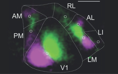 Figure 1.  The large, triangular-shaped central area identifies the primary visual cortex in mouse.By barcoding 591 neurons in this region, the team used MAPseq to discover patterns of their projections to nearby higher visual cortical areas. Each of the latter is identified in this calibration image, which registers the brain’s reaction to two different kinds of visual stimuli (registering in pink and green fluorescence).Credit: Zador Lab, CSHL.