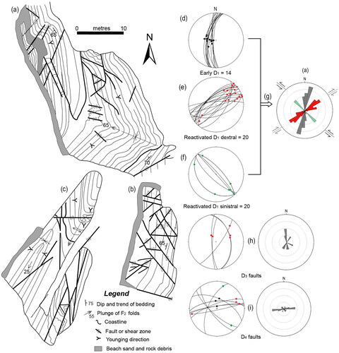 Figure 12. Fault geometries and structural data from typical sites immediately south of Shipwreck Creek. (a–c) Fault outcrop patterns in localities identified in Figure 10c (adapted from Schapper, Citation1991). Many of the bed-parallel D1 faults have either been folded, reactivated or crosscut by later faults. (d–f) Equal-area, lower-hemisphere stereoplots of D1 faults and lineations from the area displayed in Figure 10c, with early faults having steep-plunging lineations (black dots) and reverse west-over-east movement senses. Folded and reactivated D1 faults have both shallow plunging dextral (red dot) and sinistral (green dot) movement senses. (g) Rose diagram showing average trends of D1 faults identified in area shown in Figure 10c. (h) D3 faults showing dominant northerly trends and dextral movement senses. (i) Late D4 faults with both sinistral and reverse movement senses and a dominant east–west trend. The geometrical data have been replotted from measurements tabulated in Schapper (Citation1991, appendix 3).