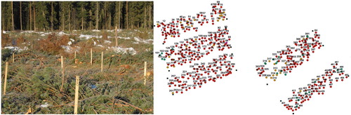 Figure 1. Measured stumps (left) marked before harvest (photo by Robert Prinz, Luke), and map (right) showing the locations of measured stumps (map by Mikko Nivala, Luke).