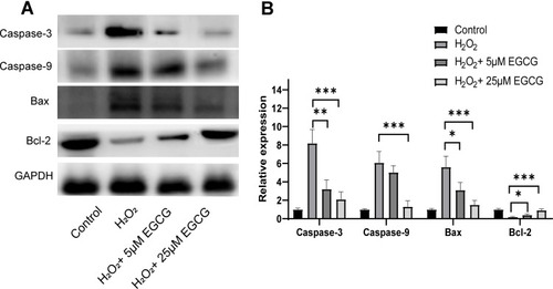 Figure 4 Effect of EGCG on apoptosis-associated genes, including caspase-3, caspase-9, Bax and Bcl-2 in H2O2-treated NPC cell by Western blotting. (A) protein of caspase-3, caspase-9, Bax and Bcl-2 in control, H2O2 treatment, 5 μM EGCG in H2O2 treatment and 25 μM EGCG in H2O2 treatment group; (B) the relative expression of caspase-3, caspase-9, Bax and Bcl-2 in control, H2O2 treatment, 5 μM EGCG in H2O2 treatment and 25 μM EGCG in H2O2 treatment group. n=3, *P < 0.05, **P < 0.01, ***P < 0.001.
