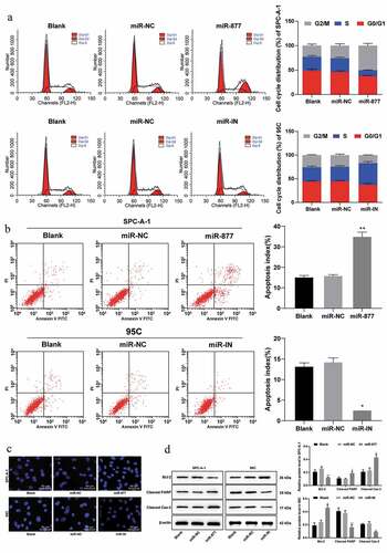 Figure 4. Overexpression of miR-877 promotes NSCLC cell apoptosis and cell cycle arrest. In the SPC-A-1 cells miR-877 was overexpressed and in the 95 C cells the miR-877 was inhibited. (a). Cell cycle distribution of SPC-A-1 cells and 95 C cells by flow cytometry; (b). Apoptosis rate of SPC-A-1 cells and 95 C cells by flow cytometry; (c). Representative images of morphological changes of apoptotic cells by Hoechst 33,258 staining; (d). Relative levels of apoptosis-related markers detected by western blot analysis. The experiment was performed three times independently. The results are presented as the mean ± standard deviation. Compared to the miR-NC group, * p < 0.05, ** p < 0.01. miR-877, microRNA-877; LC, lung cancer; NC, negative control