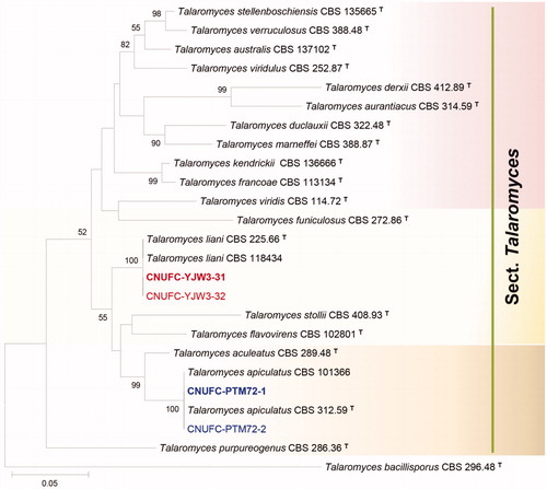 Figure 2. Phylogenetic tree of Talaromyces apiculatus CNUFC-PTM72-1 and CNUFC-PTM72-2, Talaromyces liani CNUFC-YJW3-31 and CNUFC-YJW3-32, and related species based on maximum likelihood analysis of the combined datasets for BenA and CaM. Sequence of Talaromyces bacillisporus was used as an out group. Numbers at the nodes indicate the bootstrap values (>50%) from 1000 replicates. The bar indicates the number of substitutions per nucleotide. The study isolates are shown in bold red and blue.