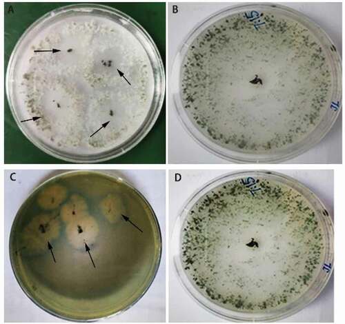 Fig. 2 (Colour online) Growth of Trichoderma brevicompactum and characteristics of fungal cultures in phosphorus-reduced and CAS media. (a) A phosphorus-reduced medium (PRM) (arrows point to phosphate solubilization circles)., (c) A yellow halo around the fungal culture on the CAS medium (arrows point to the yellow halos). (b, d) Controls grown on PDA