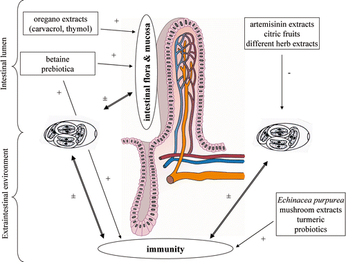 Figure 1. Artemisinin extracts, citric fruits and different herb extracts seem to have an inhibitory effect on the development of Eimeria spp. Prebiotics and oregano have an indirect inhibitory effect on the development of Eimeria parasite. Betaine has an indirect effect on the development of the parasite through its osmoprotective properties on the intestinal mucosa and stimulation of the intraepithelial lymphocytes. Echinacea purpurea, mushrooms extracts, turmeric and probiotics have an indirect inhibitory effect on the development of Eimeria spp. through stimulation of the immune system.