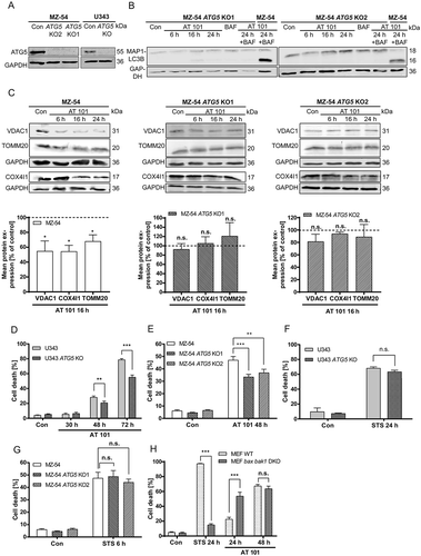 Figure 4. Effects of CRISPR/Cas9 knockout (KO) on the expression of mitochondrial proteins and cell death upon AT 101 treatment. (A) Immunoblotting analysis of ATG5 expression in MZ-54 ATG5 KO cells and U343 ATG5 KO cells compared to control. (B) Immunoblotting analysis of MAP1LC3B expression in MZ-54 ATG5 KO cells compared to control treated with AT 101 (15 µM), bafilomycin A1 (BAF; 10 nM) or DMSO (Con). Bafilomycin A1 was added 4 h before harvest. (C) Immunoblotting analysis of mitochondrial protein expression in MZ-54 ATG5 KO cells compared to control treated with AT 101 (15 µM) or DMSO (Con). The mean protein expression was quantified and normalized to the loading control (100%). Experiments were repeated 3–5 times. (D-H) Cell death was quantified by flow cytometric analysis of ANXA5/annexin binding and PI uptake after treatment with AT 101 (15 µM), staurosporine (STS; 1 µM, 24 h; 3 µM, 6 h) or DMSO (Con). Measurements were performed with U343 cells (D, F), MZ-54 cells (E, G) and MEF WT versus MEF bax bak1 DKO cells (H). Cell death includes ANXA5/annexin-positive only and PI-positive only as well as double-positive cells. Experiments were repeated at least 3 times. Data are mean + SEM from n = 9–12 samples (10,000 cells measured in each sample, 3–4 samples per experiment).