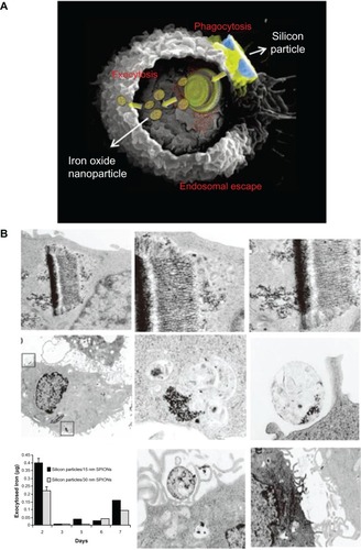 Figure 6 (A) A scanning electron microscopy image of a macrophage showing endocytosis of porous silicon particles incorporated with iron oxide nanoparticles, intracellular partitioning of the particles, endosomal escape of the particles, and exocytosis of the incorporated iron oxide nanoparticles. (B) Exocytosis of iron oxide nanoparticles. Upper column shows transmission electron microscopy images of iron oxide nanoparticles released from the porous silicon carrier in a macrophage. Middle column shows transmission electron microscopy images of the released iron oxide nanoparticles located in the intracellular region of the macrophage 6 days after uptake of the porous silicon particles. Bottom column shows that graph displayed time-dependent iron content in the supernatant and transmission electron microscopy images showed the internalized iron oxide nanoparticles were exocytosed by membrane vesicles.Note: Reproduced with permission from Serda RE, Mack A, van de Ven AL, et al. Logic-embedded vectors for intracellular partitioning, endosomal escape, and exocytosis of nanoparticles. Small. 2010;6:2691–2700.Citation44 Copyright © 2010 John Wiley & Sons, Inc.