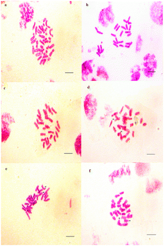 Figure 3. Micrographies of tetraploid metaphase plates (2n = 4x = 28) of Aegilops triuncialis. (a–c) Cytotype 1; (d–f) Cytotype 2. st: satellite. Scale bar = 15 μm.