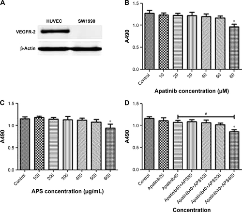 Figure S1 Expression of VEGFR-2 in SW1990 cell line and the influence of apatinib and APS on cell proliferation.