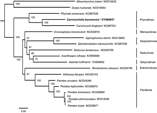 Figure 1. Phylogenetic relationship of Carcinochelis bannaensis and other 17 species among Reduviidae. Phylogenetic tree was inferred from ML analysis of the 13 protein-coding genes and two rRNAs genes (12,697bp) and generated by IQ-TREE 1.6.5 (Trifinopoulos et al. Citation2016). The numbers beside the nodes are percentages of 1000 bootstrap values. Alphanumeric terms indicate the GenBank accession numbers.