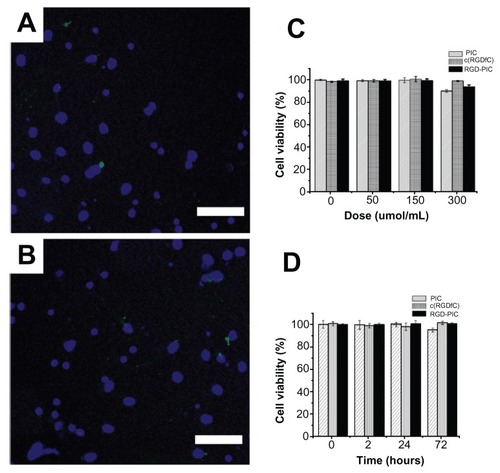 Figure 2 Biocompatibility of c(RGDfC) polyionic complex micelles with neurons. Neurons stained with Hoechst 33258 for nucleus and TUNEL for apoptosis after coculture with vehicle (A) or c(RGDfC) polyionic complex micelles (B) for 24 hours (bar 40 μm). Seven-day primary cultured neurons in each well of 6-well dishes were treated with c(RGDfC) polyionic complex micelles (150 μmol/mL) for 24 hours, stained with Hoechst 33258 and TUNEL and imaged under fluorescent microscope. (C) Cell viability of neurons following dose-dependent treatments determined by MTT assay. Seven-day primary neurons were given as 0, 50, 150, 300 and μmol/mL c(RGDfC) polyionic complex micelles, c(RGDfC), or polyionic complexes, respectively, for 4 hours. The cells were subjected to MTT assay following treatment. No significant reduction in cell viability was observed in the neurons with the c(RGDfC) polyionic complex, c(RGDfC), or polyionic complex micelles. (D) Viability of the neurons following time-dependent treatments determined by MTT assay. Neurons were cocultured with 150 μmol/mL c(RGDfC) polyionic complex, c(RGDfC), or polyionic complex micelles for a series of times, ie, 0, 2, 24, and 72 hours. The cells were subjected to MTT assay following treatment. No significant reduction of cell viability was observed in neurons treated with the c(RGDfC) polyionic complex, c(RGDfC), or polyionic complex micelles.Note: All cellular experiments were repeated at least three times as confirmation.Abbreviation: c(RGDfC), Cyclo(-Arg-Gly-Asp-D-Phe-Cys).
