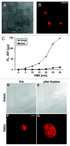 Figure 1. Entry and subcellular localization of daunomycin in live HeLa cells. (A and B) Transmitted light and fluorescence images showing a cell in medium supplemented with daunomycin (500 nM; 30 min); scale bar 10 μm. (C) The intensities of fluorescence of daunomycin accumulating in the region of the Golgi apparatus and in chromatin. (D−G) Images of a live cell exposed to daunomycin for 30 min and the same cell after formaldehyde fixation. Daunomycin is released from intracellular vesicles and Golgi apparatus upon fixation; thus flow cytometry of fixed cells detects only the DNA-bound drug (see below). (D and E) Transmitted light images; (F and G) Fluorescence (the detection level in [F and G] is the same), scale bar 5 μm.