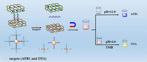 Figure 6. Detection principle of a colorimetric biosensor to detect AFB1 and OTA. Formerly, the two platforms of Fe3O4/GO and TP-GO and Fe3O4@Au and Au NPs were formed through the combination of an AFB1 aptamer and the complementary strands of an OTA aptamer and probe, respectively. The absence and presence of both AFB1 and OTA will result in platform separation and a colorless supernatant. The addition of an alkaline solution to magnetically separated solids and the usage of Au NPs in the supernatant, on the other hand, results in a dark blue-colored solution. Reprinted from [Citation134] with permission from Elsevier.