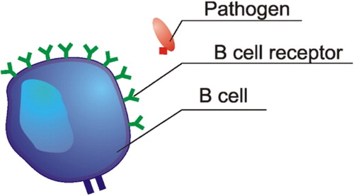 Figure 1 A B cell and pathogen.