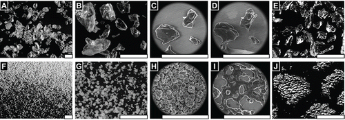 FIGURE 1 FLOSORB, bovine-derived gelatin particles (A, BGP), is a more course powder than ARISTA AH, microporous polysaccharide hemospheres (F, MPH). The FLOSORB granules are of irregular shape and the ARISTA AH are round (B, G, and Supplemental Figure S1). FLOSORB particles shown before (B, C) and after (D, E) hydration, reversibly swell uniformly (Supplemental Video V1). ARISTA AH particles shown before (G, H) and after (I, J) hydration swell irregularly then fuse (Supplemental Video V2). When manipulated, the FLOSORB particles remain separate (Supplemental Video V3) while the ARISTA AH particles form a cohesive sheet (Supplemental Video V4). Scale bars are 500 µm.