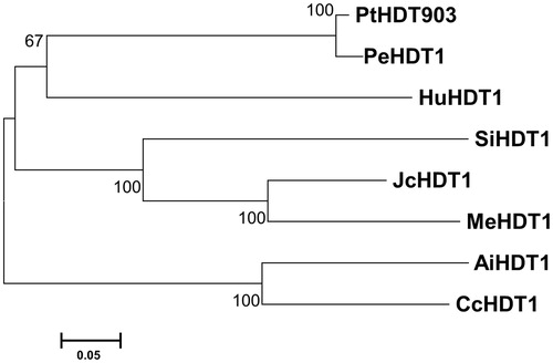 Figure 1. Phylogenetic analysis of HD2-type histone deacetylases. Note: The phylogenetic tree is based on amino acid sequences of PtHDT903 and its homologous proteins. The tree was drawn to scale (scale bar, 0.05 amino acid substitutions per site). The eight HD2 proteins are Populus trichocarpa PtHDT903, Populus euphratica PeHDT1, Herrania umbratica HuHDT1, Sesamum indicum SiHDT1, Jatropha curcas JcHDT1, Manihot esculenta MeHDT1, Arachis ipaensis AiHDT1, and Cajanus cajan CcHDT1.